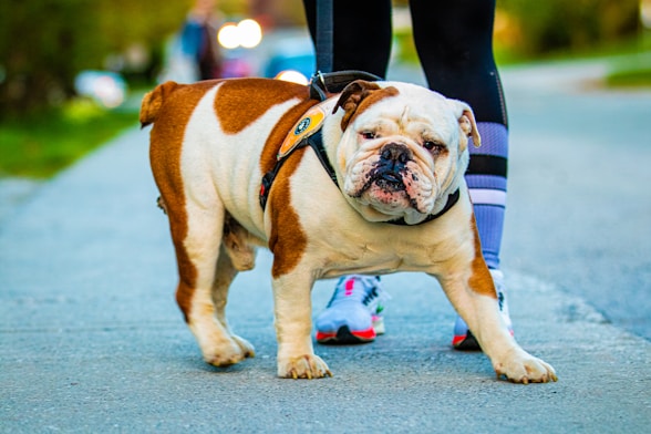 a person walking a dog on a leash