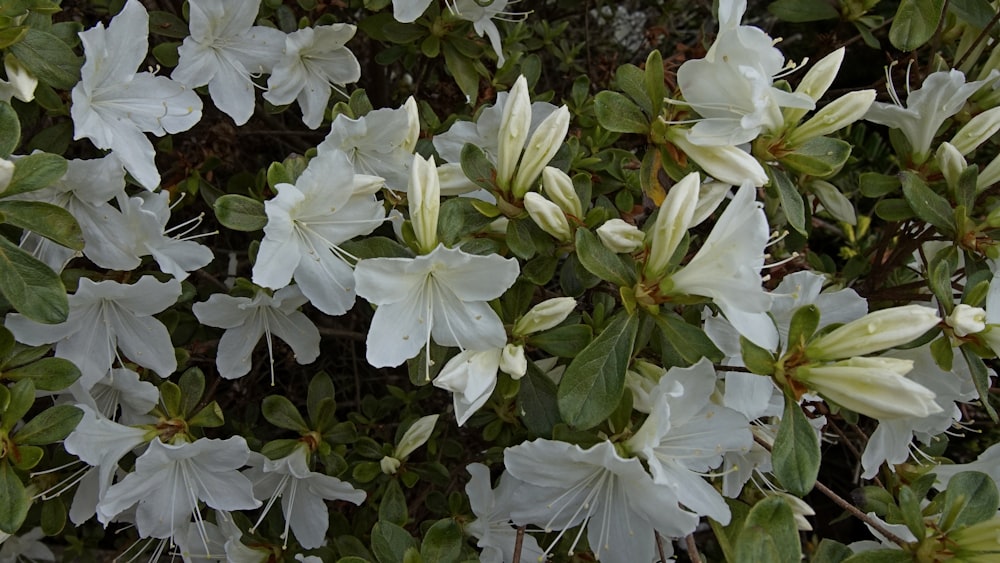 a bunch of white flowers that are on a bush