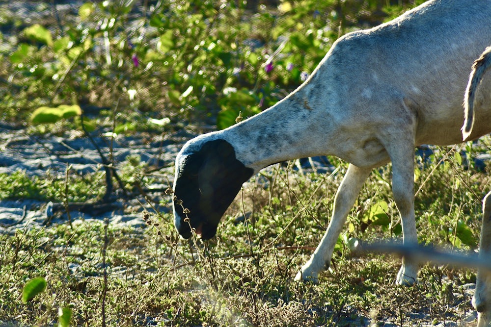 a goat is eating grass in a field