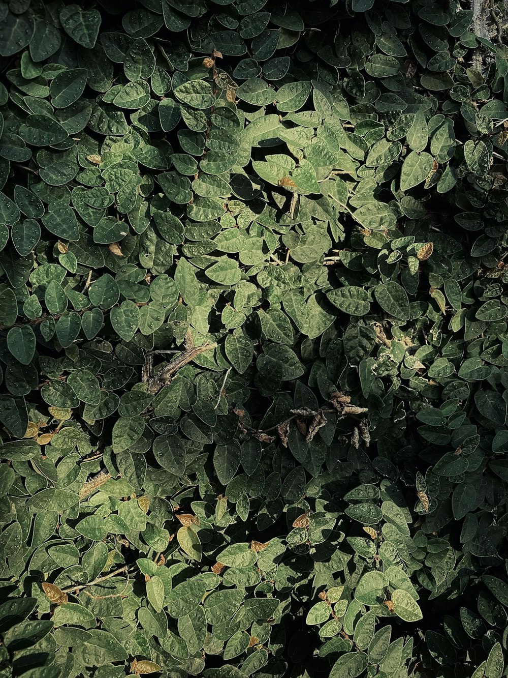 a bunch of green leaves that are on the ground