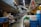 A bustling indoor market scene featuring a variety of crates and containers used for storage and transport. The market is filled with signs written in Japanese, hanging from above, adding to the authenticity and cultural vibe of the setting. The floor is wet, suggesting recent activity or cleaning. Workers are seen in the midground, busy with their tasks in this organized yet crowded space.