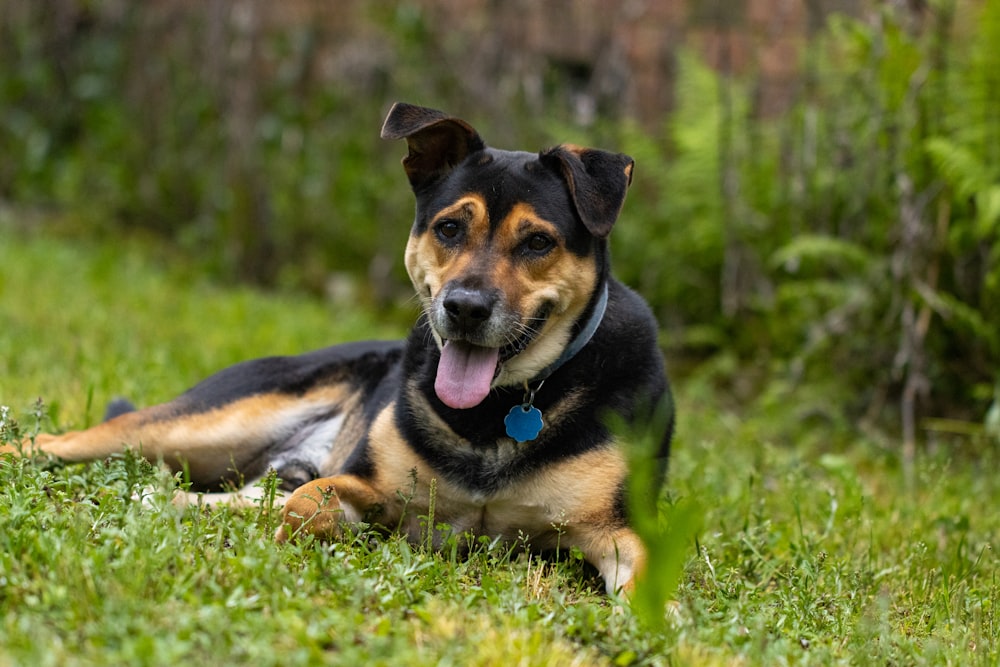 a dog laying in the grass with its tongue out