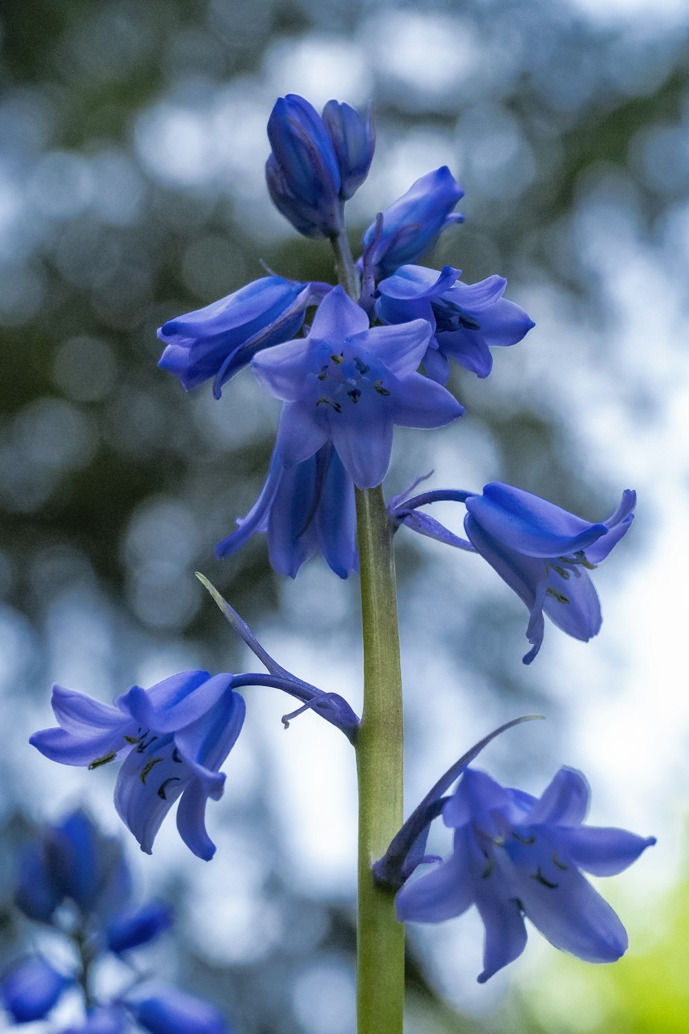 a close up of a blue flower with a blurry background