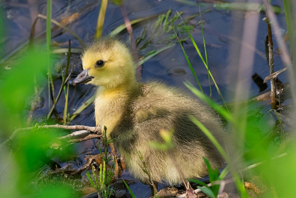 a duckling is sitting in the water
