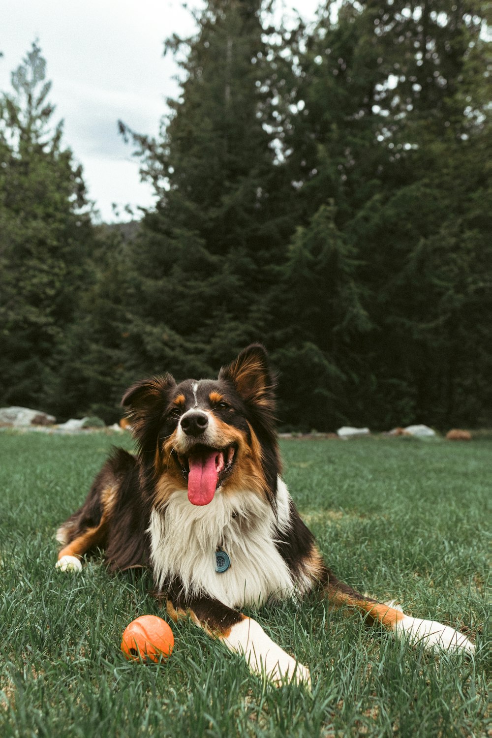 a dog laying in the grass with a ball