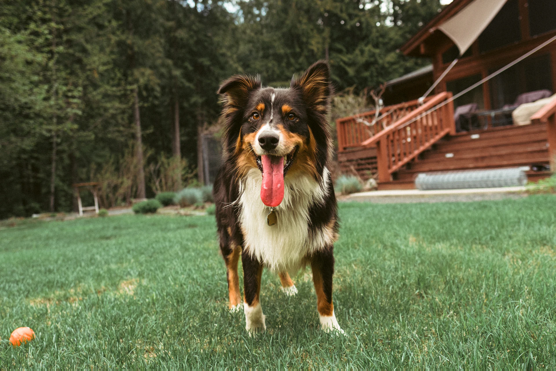 An Australian Shepherd