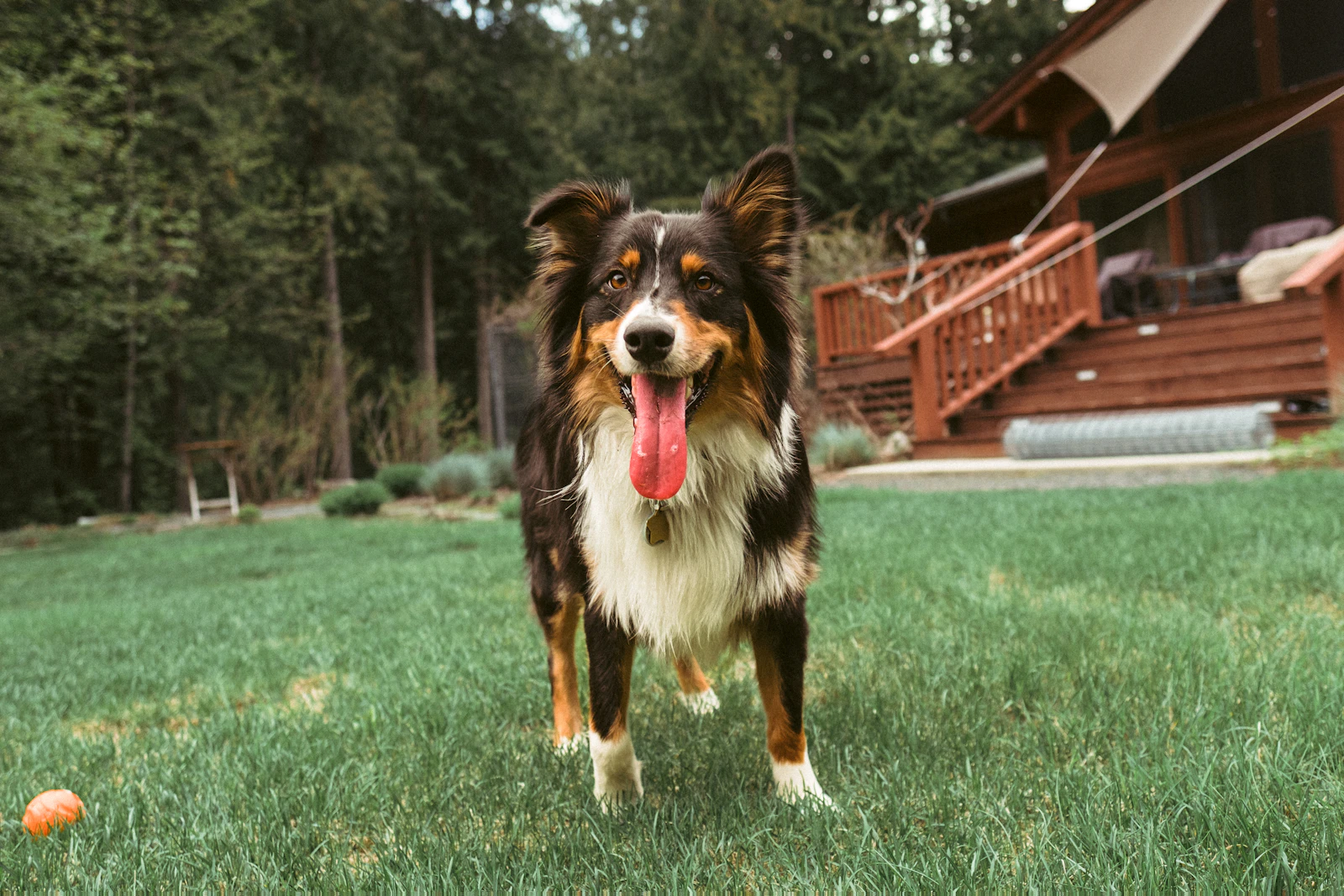 Fia, a black tri Australian Shepherd, standing on the farm lawn in front of a wooden cabin