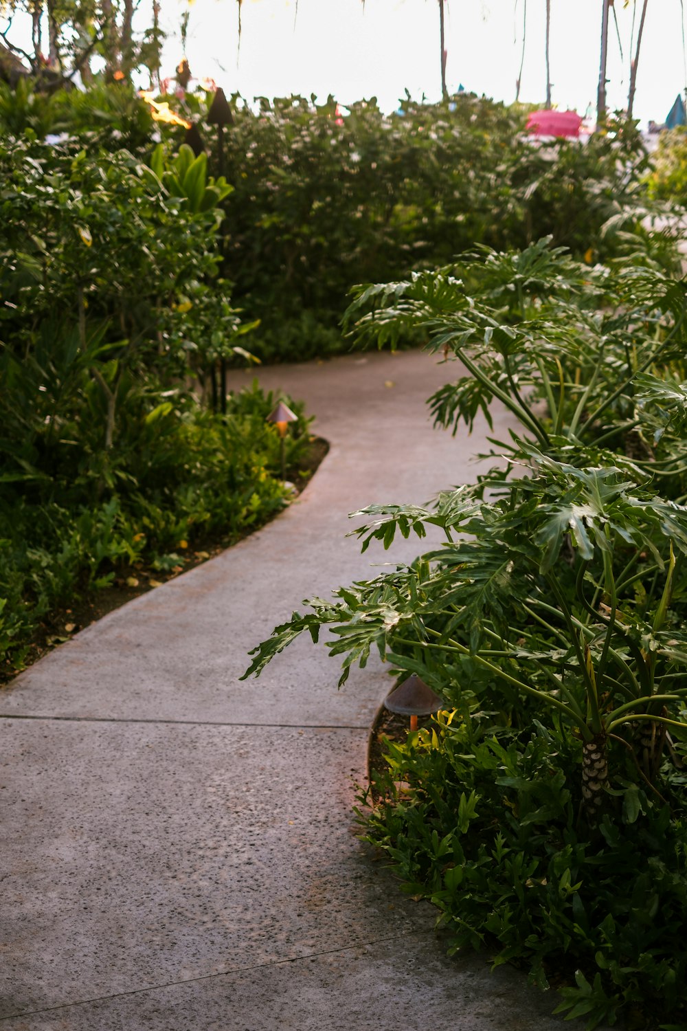 Une passerelle dans un jardin avec beaucoup de plantes