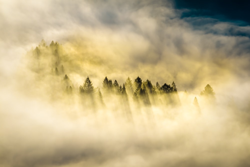 a mountain covered in fog with trees in the foreground