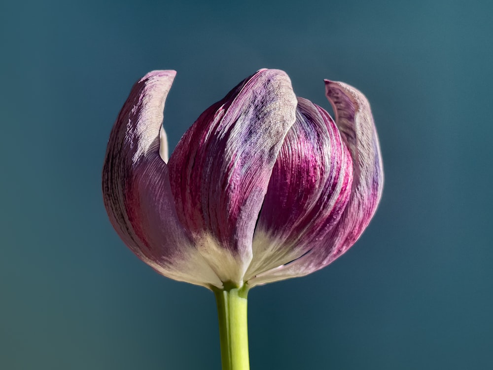 青い背景を持つ紫色の花の接写