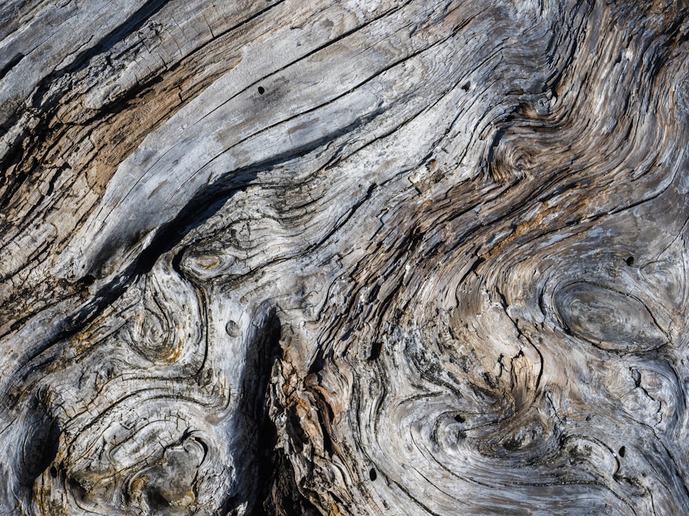 Una vista ravvicinata di un tronco d'albero