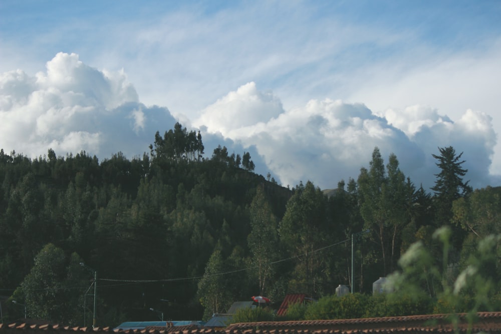 a train traveling past a lush green forest