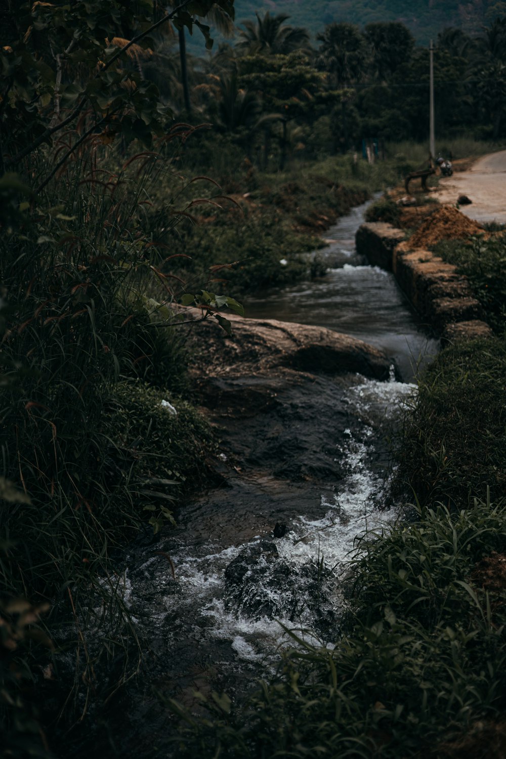 a stream running through a lush green forest