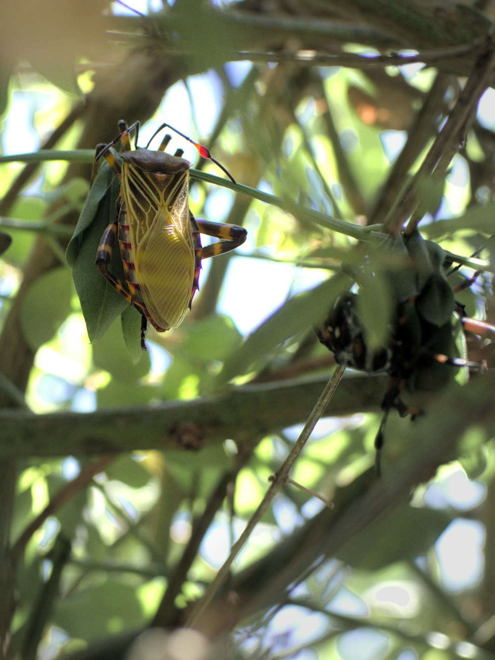 a bug sitting on a leaf in a tree