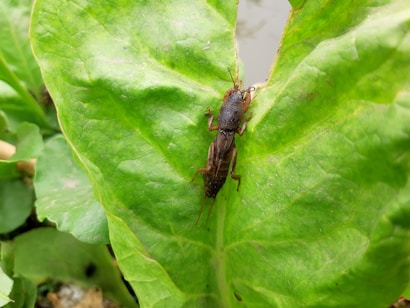 A brown insect with long antennae and segmented body rests on a large, bright green leaf. The leaf has visible veins and a glossy texture. The insect's legs and wings are clearly visible.