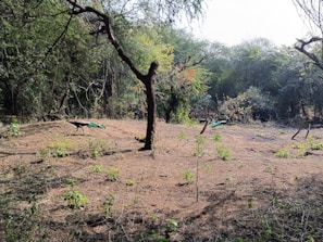 A natural forest scene with dense trees and a dry, earthy ground. Two peacocks are visible, one standing prominently with vibrant green feathers and a blue neck. The branches of trees create an intricate pattern against the sky.
