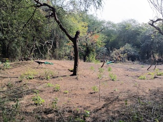 A natural forest scene with dense trees and a dry, earthy ground. Two peacocks are visible, one standing prominently with vibrant green feathers and a blue neck. The branches of trees create an intricate pattern against the sky.