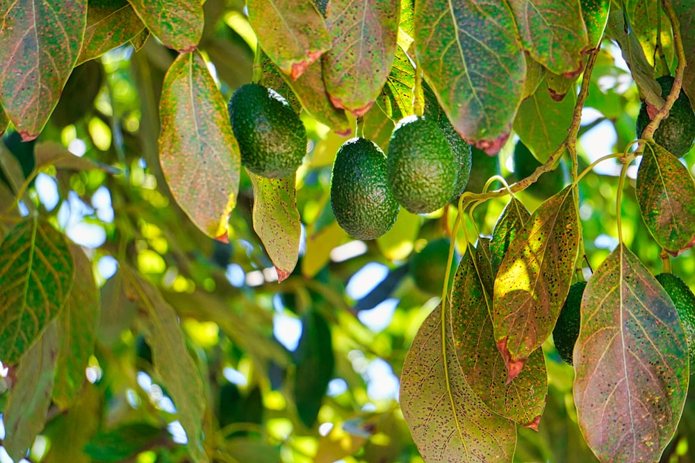 avocados hanging from a tree with green leaves