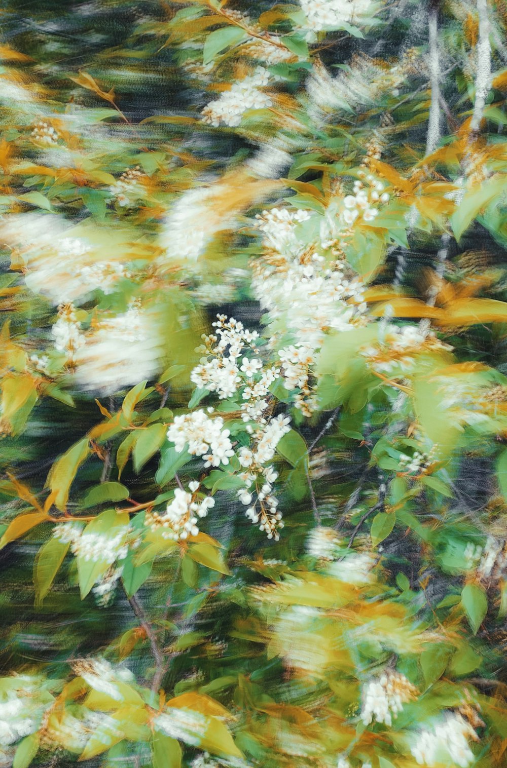 a blurry photo of a tree with white flowers