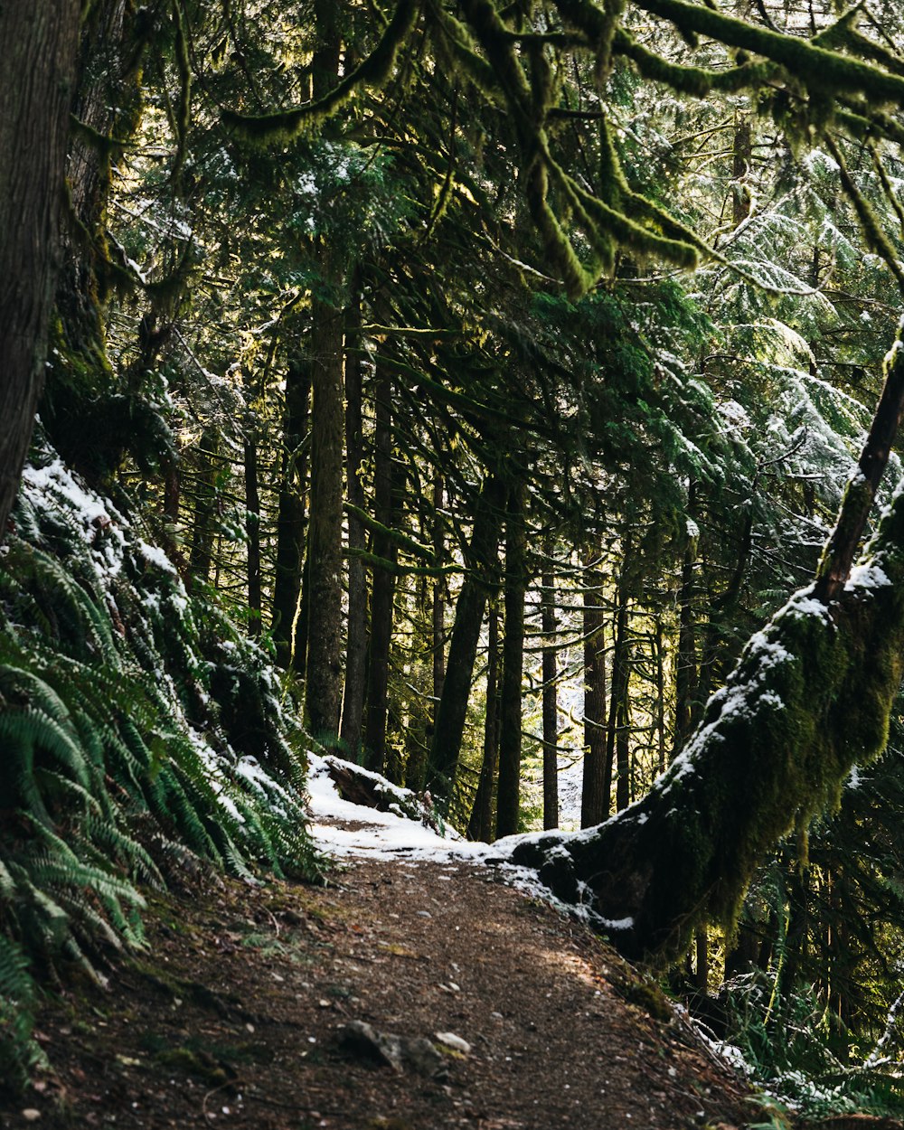 Un camino en medio de un bosque cubierto de nieve