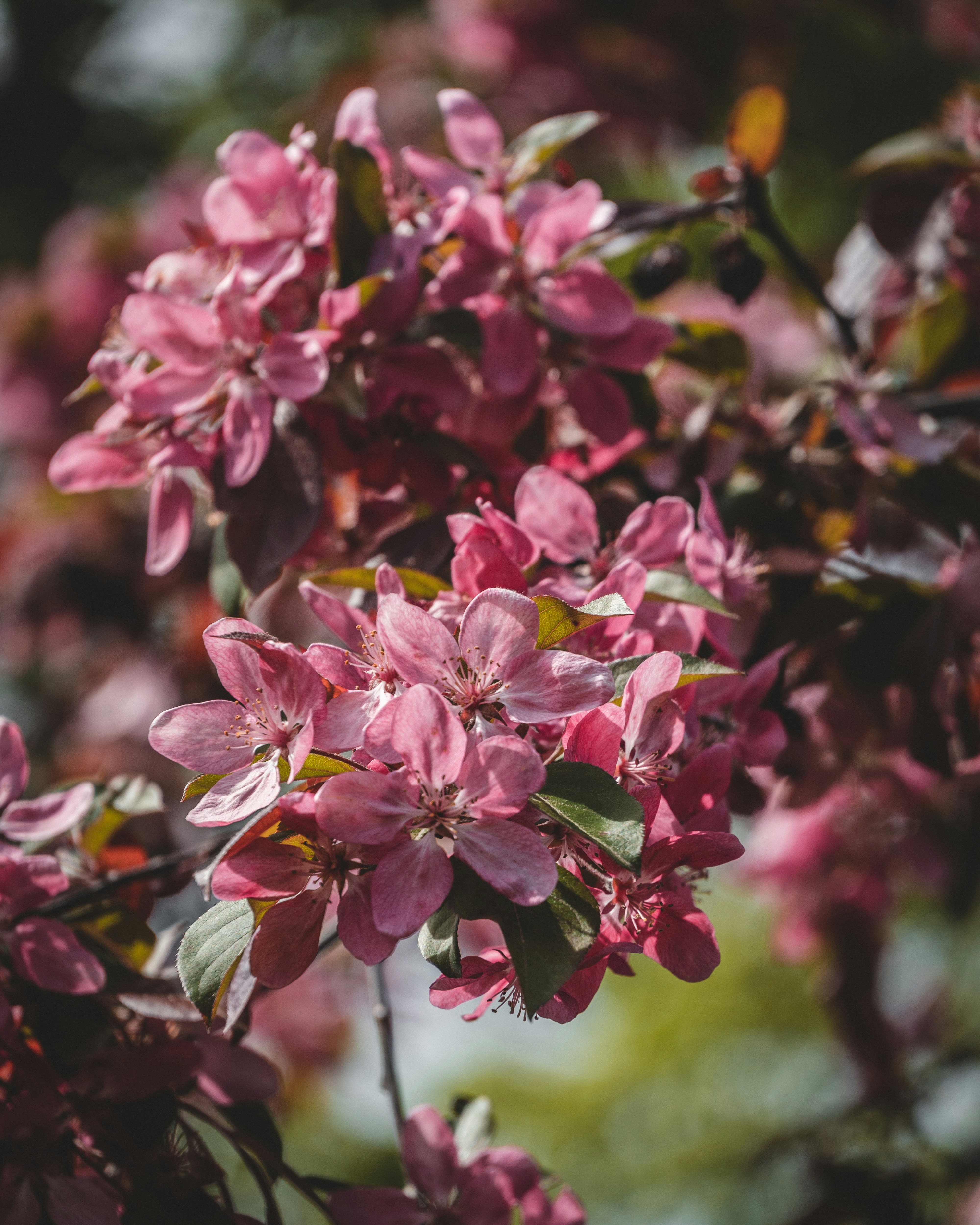 Photo by shinychunks