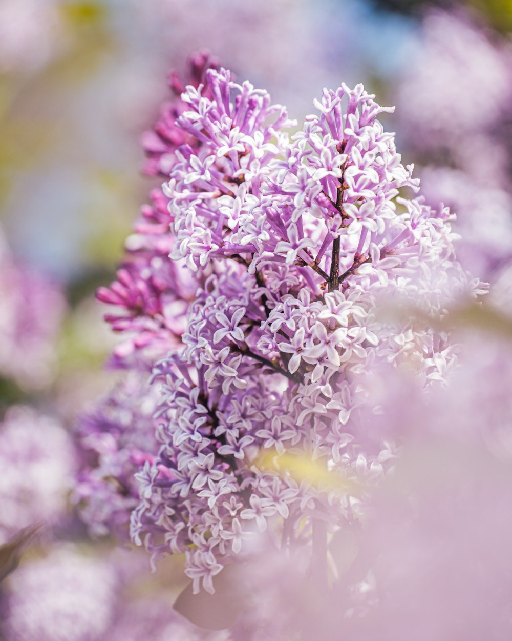 a close up of a bunch of purple flowers