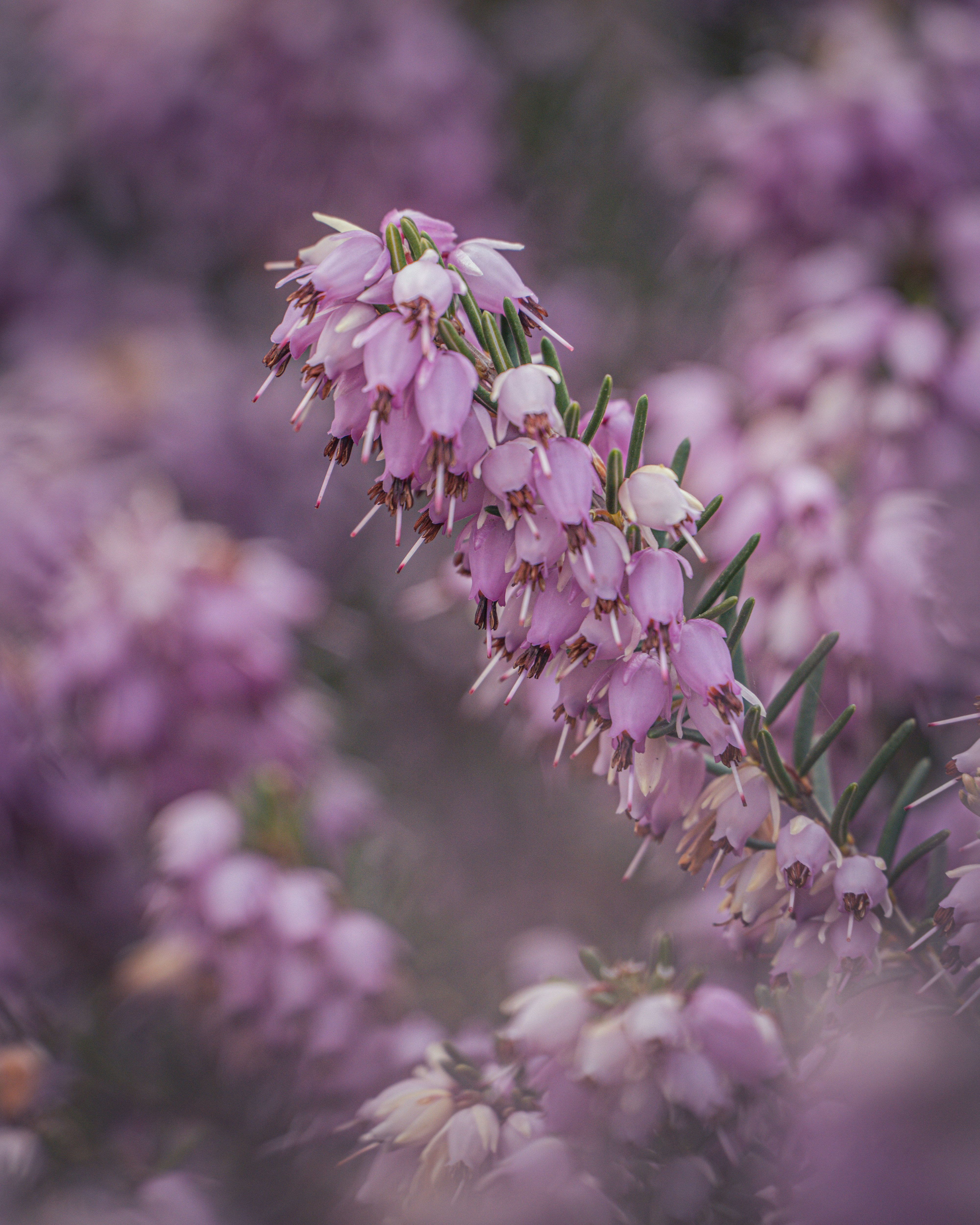 Photo by shinychunks