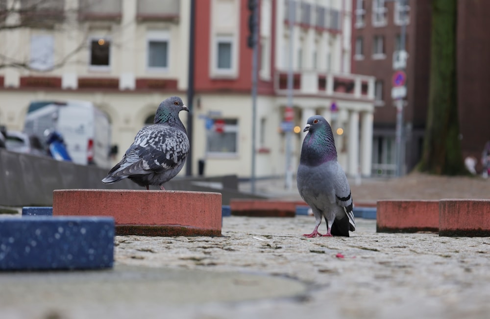 a couple of birds that are standing on some bricks