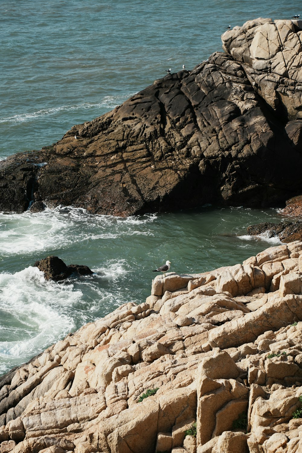 a bird sitting on a rock near the ocean