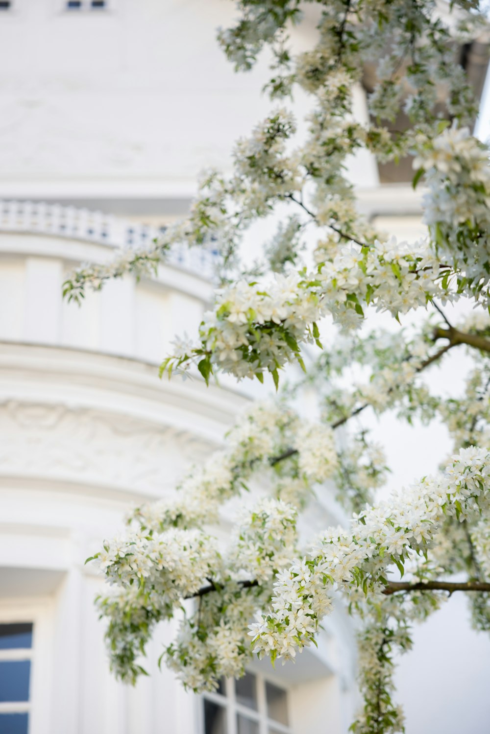 a tree with white flowers in front of a building