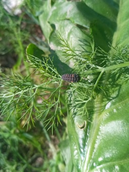 A black and orange-striped caterpillar rests on a lush green plant with delicate, feathery leaves. The bright green foliage is vibrant and healthy, covering most of the image.