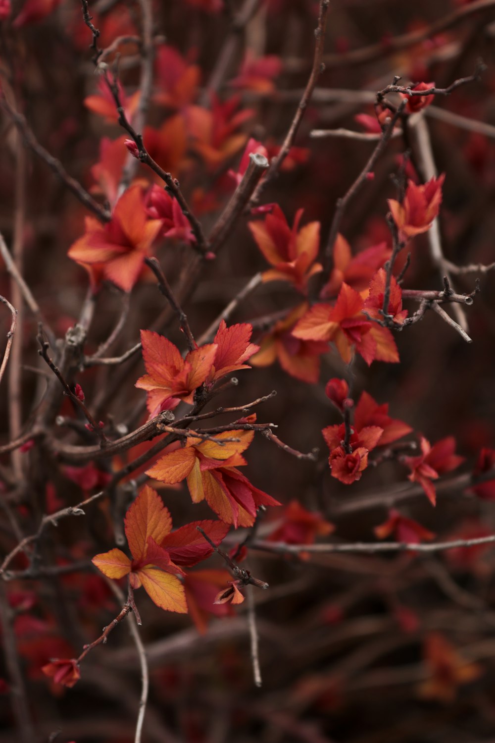 a branch with red and yellow leaves on it