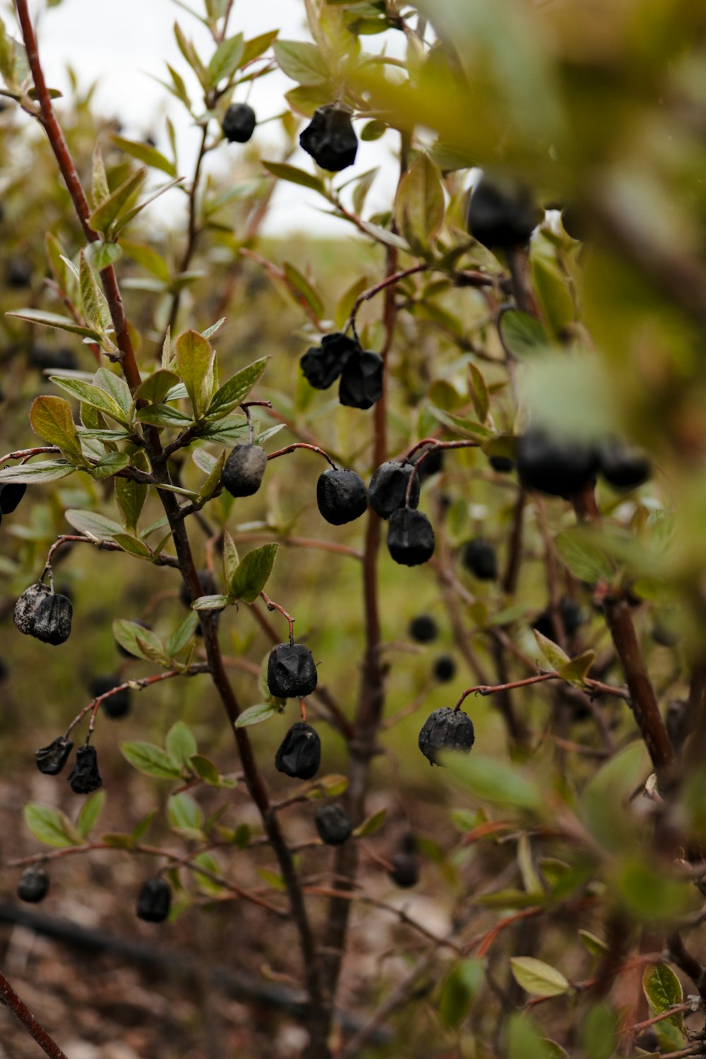 a close up of a bush with berries on it