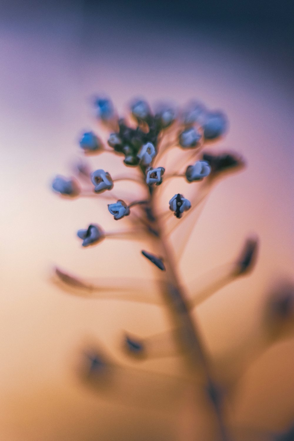 a close up of a flower with a blurry background