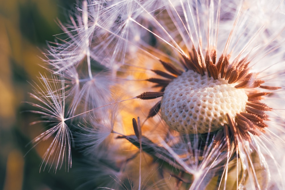 a close up of a dandelion with a blurry background