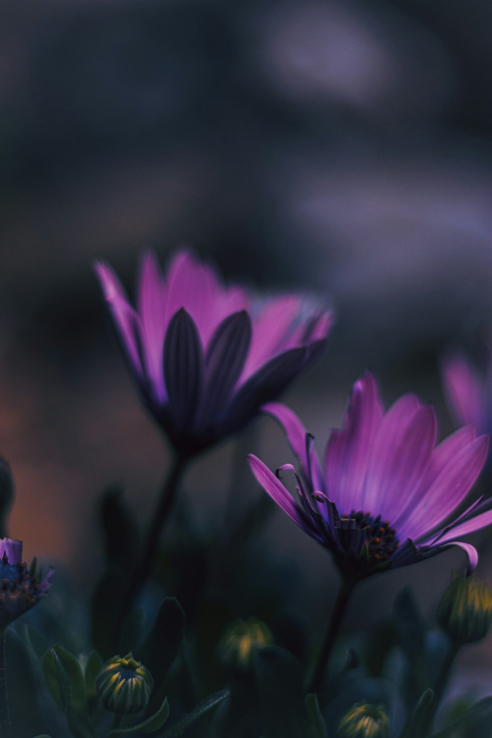 a group of purple flowers sitting next to each other