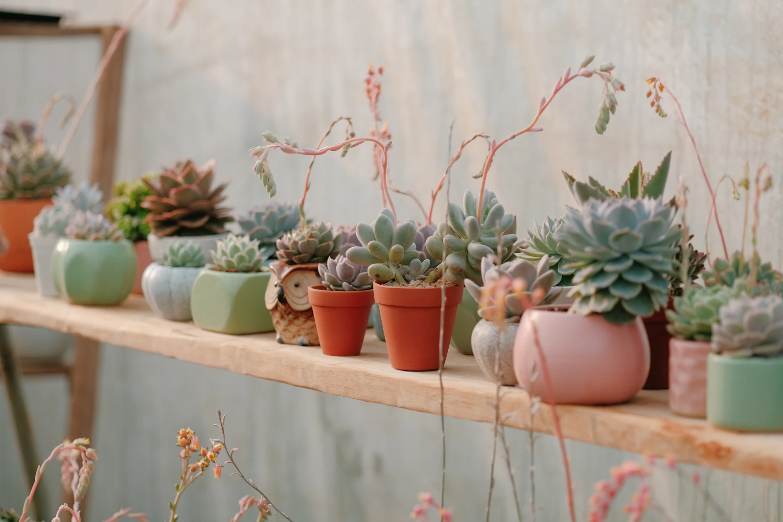 A row of potted plants sitting on top of a wooden shelf