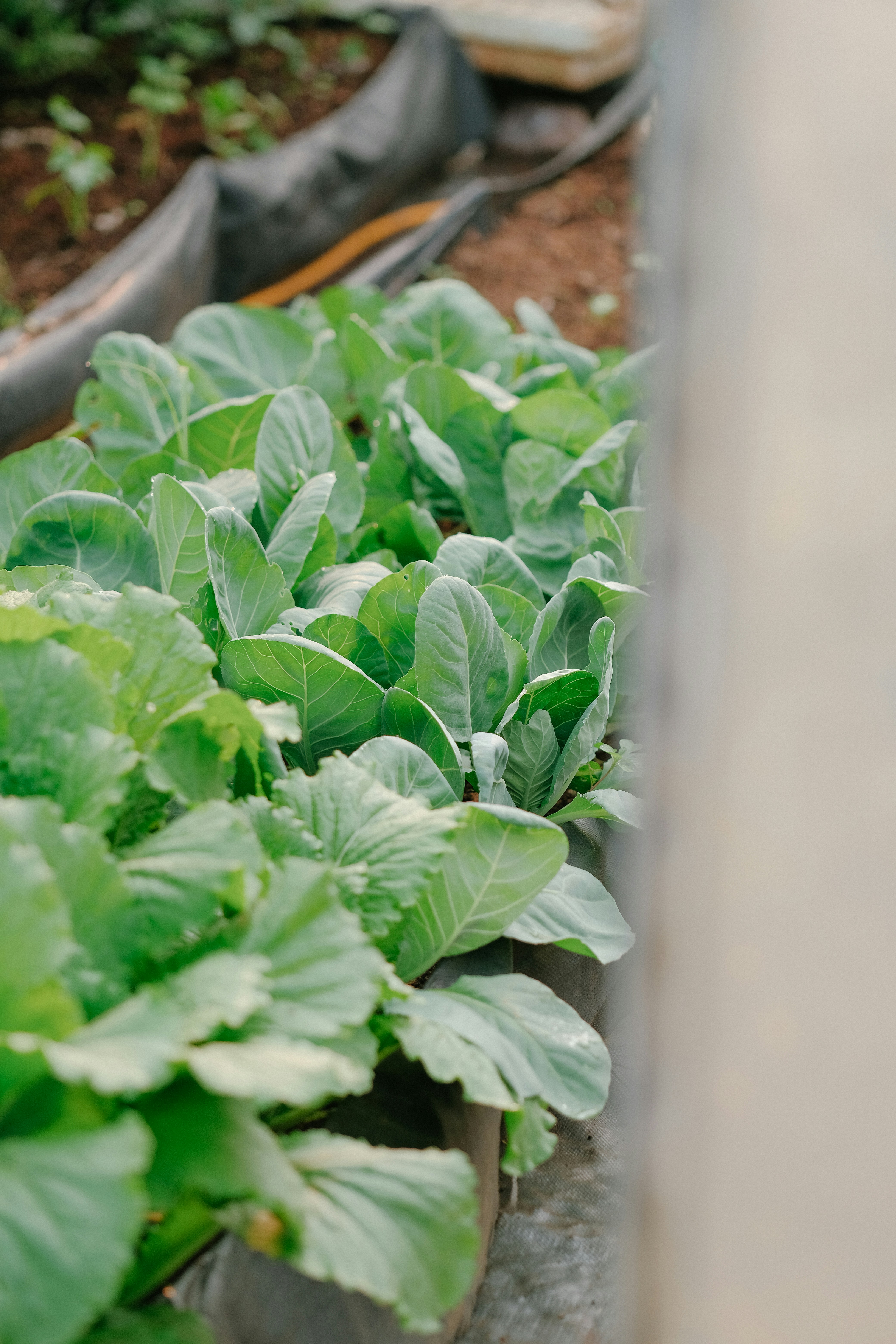 Photo by nguyentrungnguyen