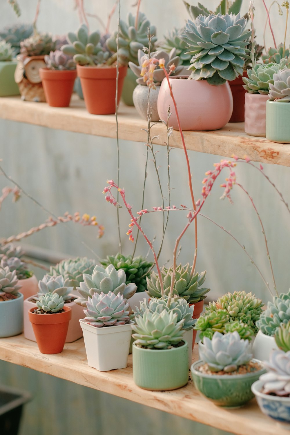 a bunch of succulents are sitting on a shelf