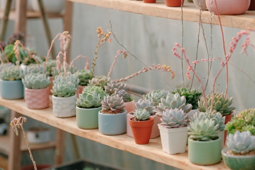 A variety of small succulent plants are neatly arranged in colorful pots on wooden shelves. The succulents have fleshy green leaves and some are blooming with delicate pink and orange flowers. The setting appears to be indoors, possibly in a greenhouse or on a plant stand.