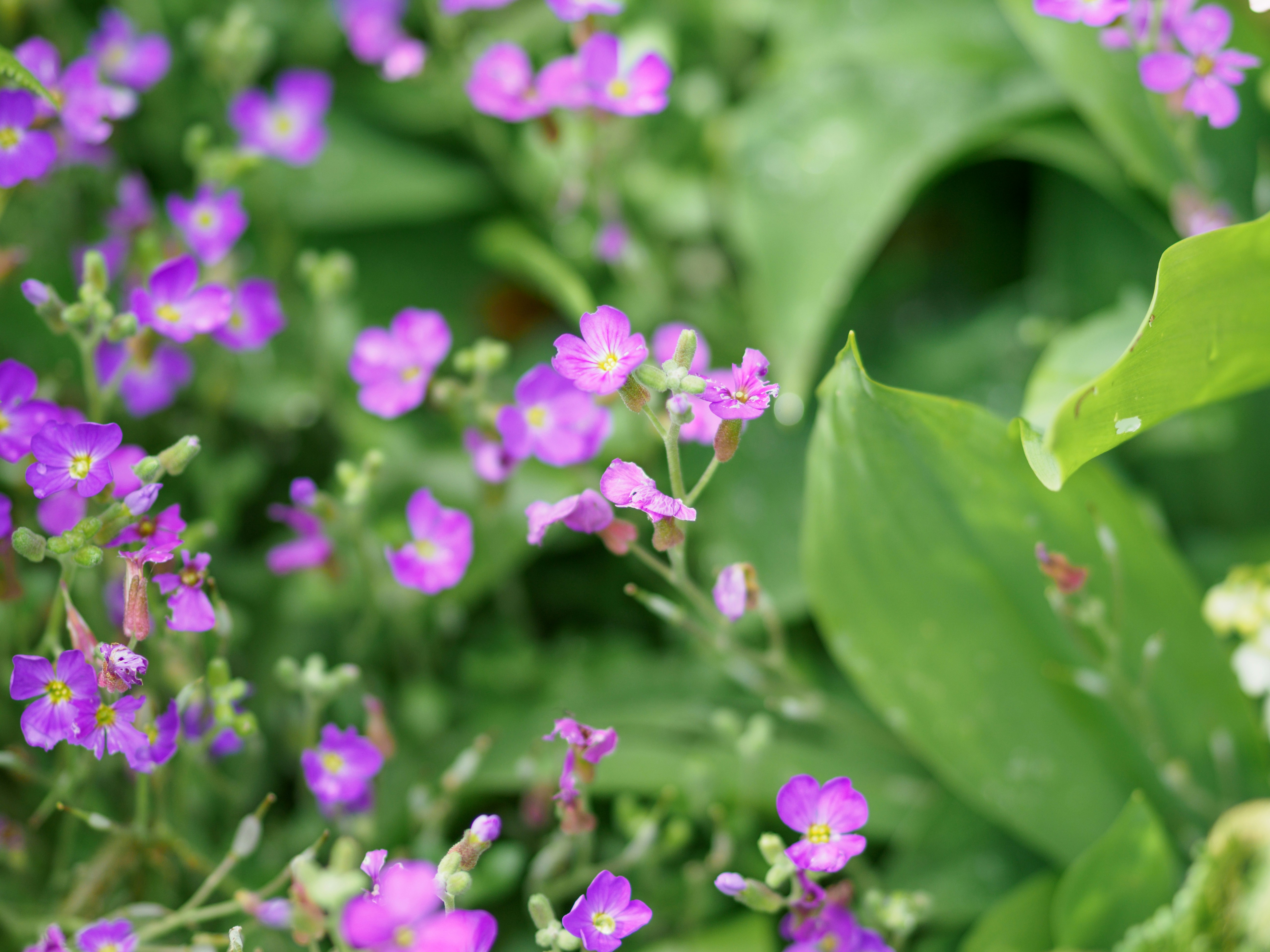 Photo by brett_jordan