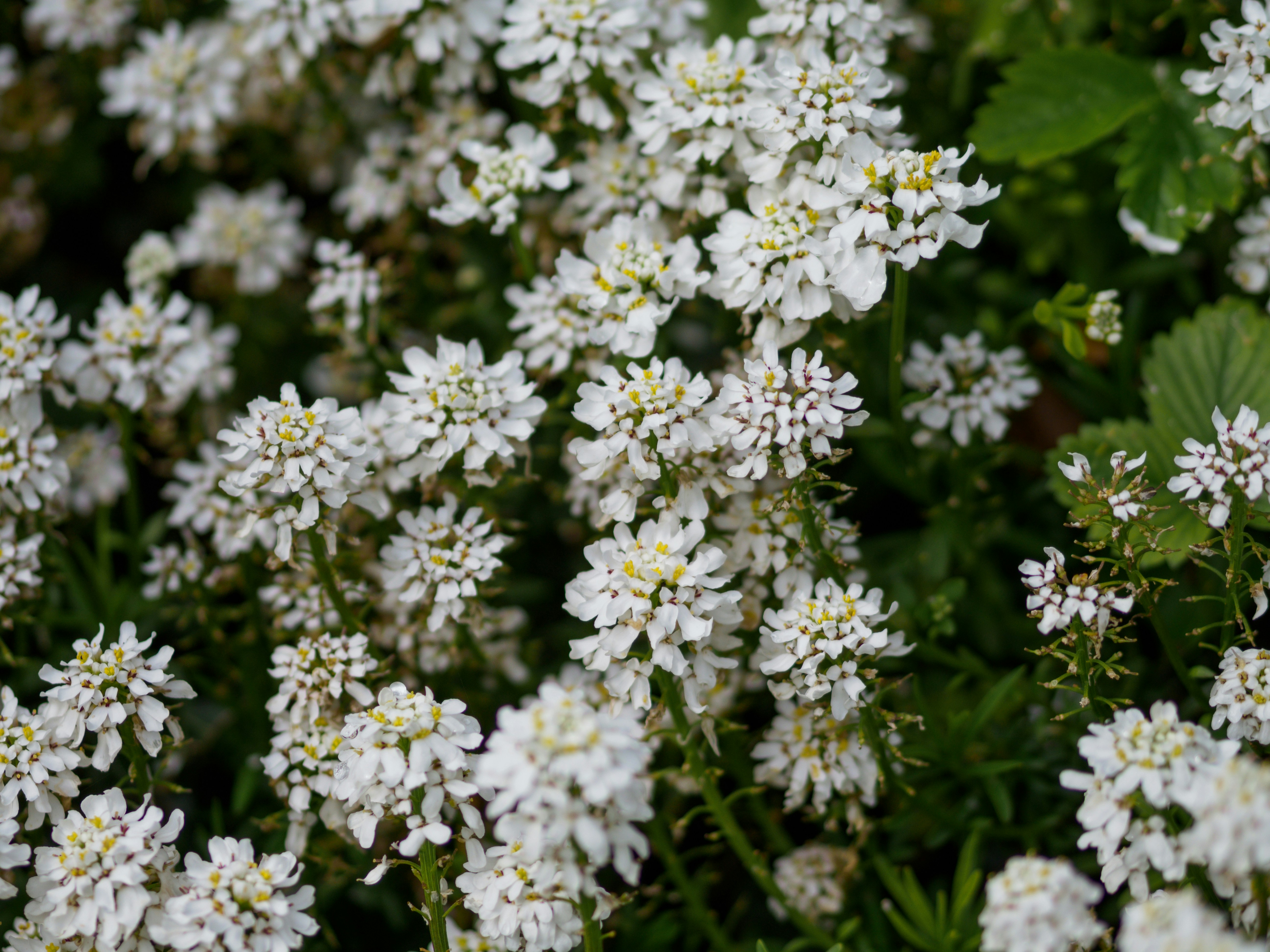 Photo by brett_jordan