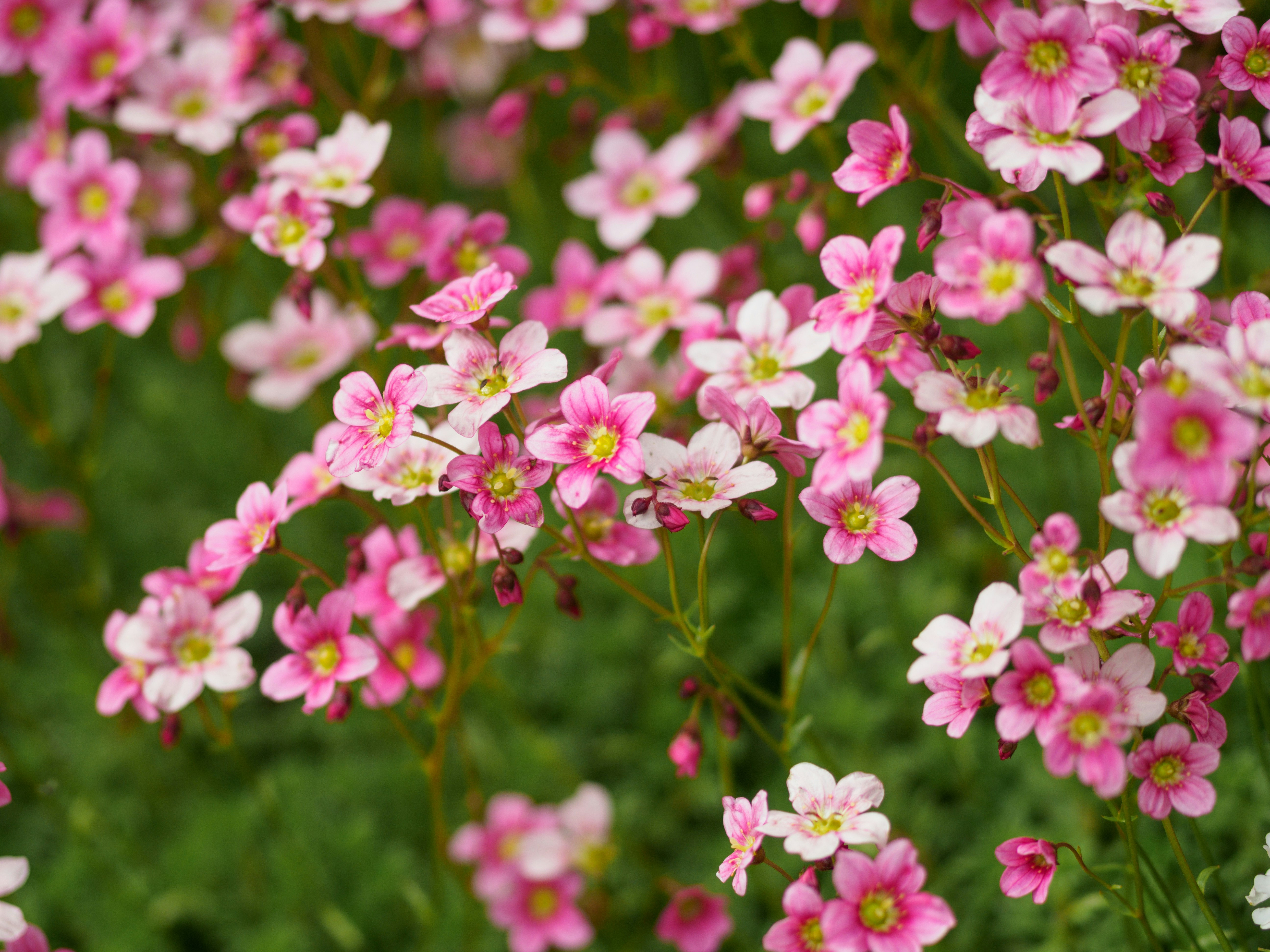 Photo by brett_jordan