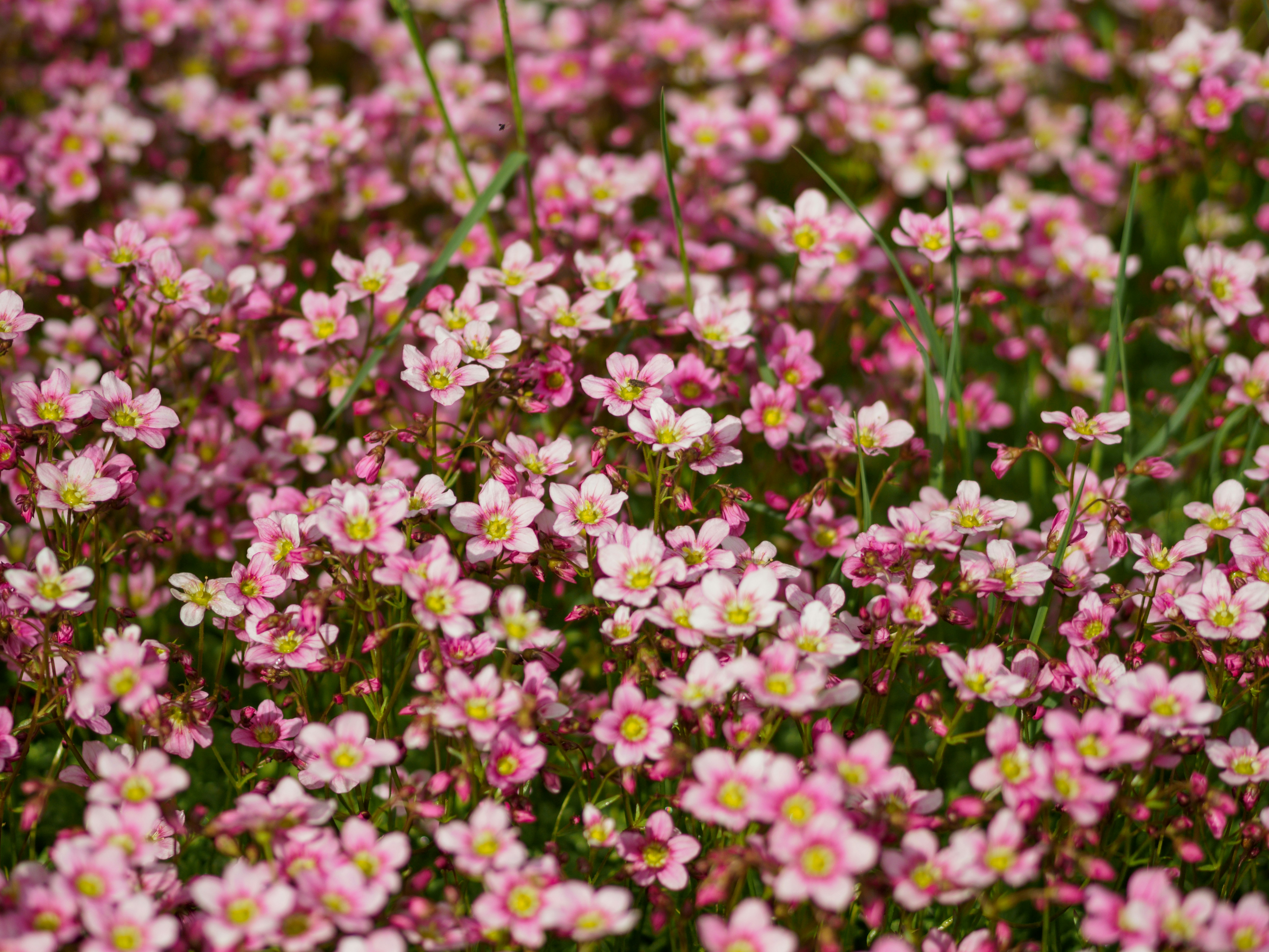 Photo by brett_jordan