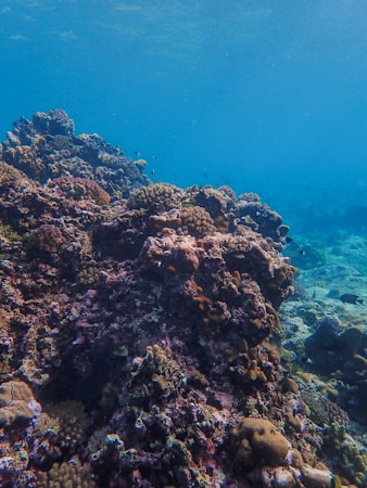 A vibrant underwater scene filled with coral reefs of various shapes, sizes, and colors. The ocean water appears clear, allowing visibility of the intricate details of the coral formations. Small fish can be seen swimming around the corals, enhancing the lively ecosystem.