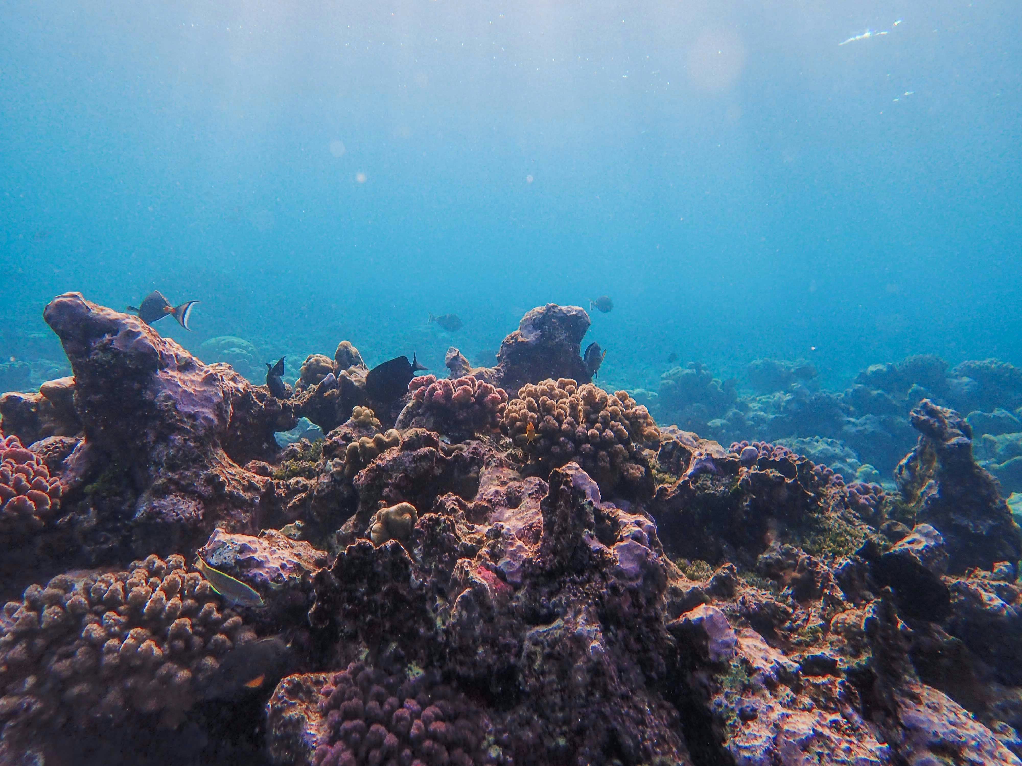 The Politics of 'Natural' Bodies