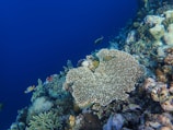 A vibrant underwater scene featuring a coral reef with a variety of marine life. The coral structures are diverse in shape and size, surrounded by an array of colorful fish swimming around them. The background is a deep blue, providing a stark contrast to the bright colors of the coral and fish.