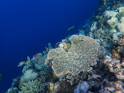 A vibrant underwater scene featuring a coral reef with a variety of marine life. The coral structures are diverse in shape and size, surrounded by an array of colorful fish swimming around them. The background is a deep blue, providing a stark contrast to the bright colors of the coral and fish.
