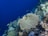 A vibrant underwater scene featuring a coral reef with a variety of marine life. The coral structures are diverse in shape and size, surrounded by an array of colorful fish swimming around them. The background is a deep blue, providing a stark contrast to the bright colors of the coral and fish.
