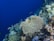A vibrant underwater scene featuring a coral reef with a variety of marine life. The coral structures are diverse in shape and size, surrounded by an array of colorful fish swimming around them. The background is a deep blue, providing a stark contrast to the bright colors of the coral and fish.